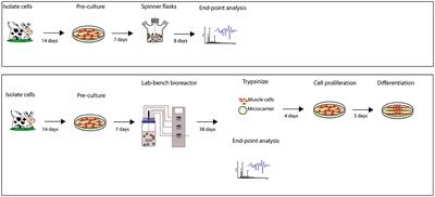 Expansion of bovine skeletal muscle stem cells from spinner flasks to benchtop stirred-tank bioreactors for up to 38 days